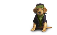 Desktop wallpaper. Dogs. ID:48582