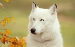 Desktop wallpaper. Dogs. ID:48584