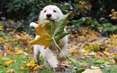 Desktop wallpaper. Dogs. ID:48585