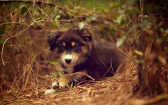 Desktop wallpaper. Dogs. ID:48586