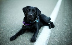 Desktop wallpaper. Dogs. ID:48587
