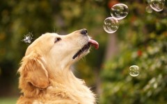 Desktop wallpaper. Dogs. ID:48588