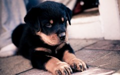 Desktop wallpaper. Dogs. ID:48589