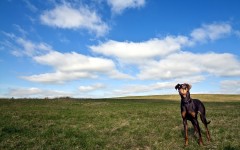 Desktop wallpaper. Dogs. ID:48606