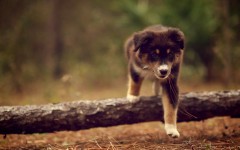 Desktop wallpaper. Dogs. ID:48659