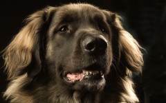 Desktop wallpaper. Dogs. ID:48667