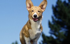 Desktop wallpaper. Dogs. ID:48668