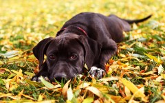 Desktop wallpaper. Dogs. ID:48669
