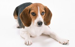 Desktop wallpaper. Dogs. ID:48670