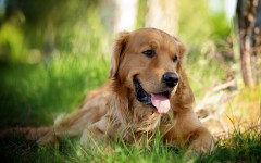 Desktop wallpaper. Dogs. ID:48671
