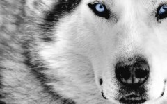 Desktop wallpaper. Dogs. ID:48672