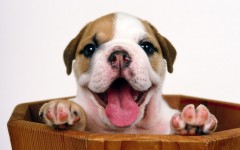 Desktop wallpaper. Dogs. ID:48673