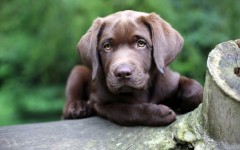 Desktop wallpaper. Dogs. ID:48674