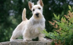 Desktop wallpaper. Dogs. ID:48675