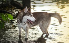 Desktop wallpaper. Dogs. ID:48677