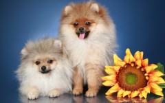 Desktop wallpaper. Dogs. ID:48678
