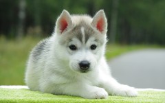 Desktop wallpaper. Dogs. ID:48679