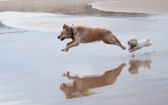 Desktop wallpaper. Dogs. ID:48680