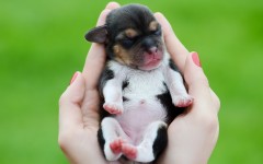 Desktop wallpaper. Dogs. ID:48681