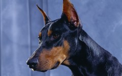 Desktop wallpaper. Dogs. ID:48756