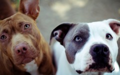 Desktop wallpaper. Dogs. ID:48757