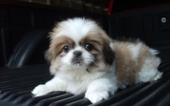 Desktop wallpaper. Dogs. ID:48758