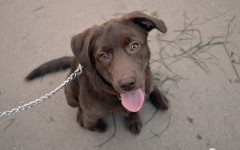 Desktop wallpaper. Dogs. ID:48759