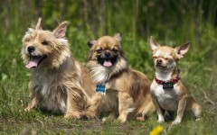 Desktop wallpaper. Dogs. ID:48761