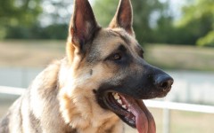 Desktop wallpaper. Dogs. ID:48762
