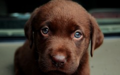 Desktop wallpaper. Dogs. ID:48763