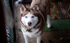 Desktop wallpaper. Dogs. ID:48764