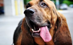 Desktop wallpaper. Dogs. ID:48765