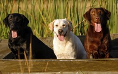 Desktop wallpaper. Dogs. ID:48768