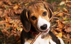 Desktop wallpaper. Dogs. ID:48770