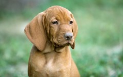 Desktop wallpaper. Dogs. ID:48771