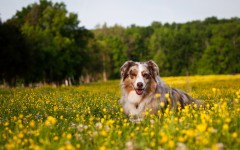 Desktop wallpaper. Dogs. ID:48772