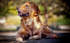 Desktop wallpaper. Dogs. ID:48773