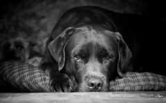 Desktop wallpaper. Dogs. ID:48774