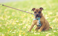 Desktop wallpaper. Dogs. ID:48775