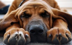 Desktop wallpaper. Dogs. ID:48776