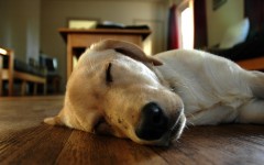 Desktop wallpaper. Dogs. ID:48777