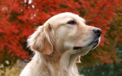Desktop wallpaper. Dogs. ID:48778