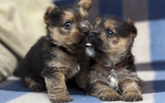 Desktop wallpaper. Dogs. ID:48779