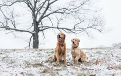 Desktop wallpaper. Dogs. ID:48780