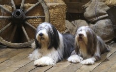 Desktop wallpaper. Dogs. ID:48781