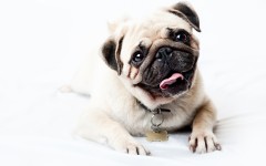 Desktop wallpaper. Dogs. ID:48782