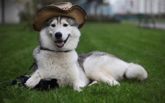 Desktop wallpaper. Dogs. ID:48783