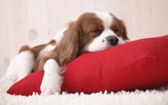 Desktop wallpaper. Dogs. ID:48784