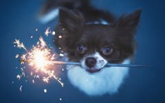 Desktop wallpaper. Dogs. ID:49835