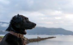 Desktop wallpaper. Dogs. ID:50046